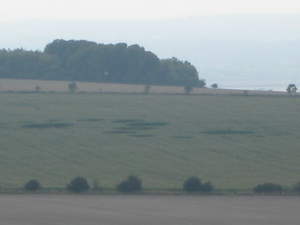 The crop circle we visited