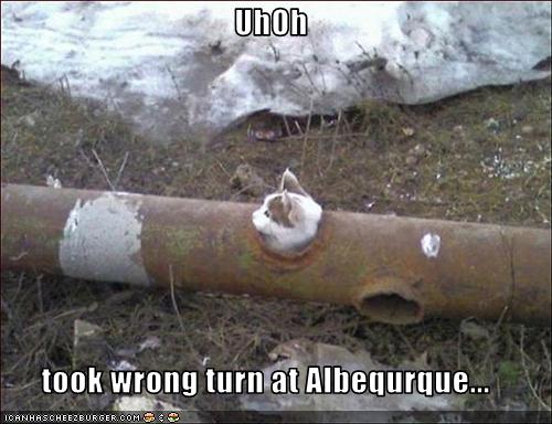 funny-pictures-cat-is-lost funny-pictures-cat-is-lost